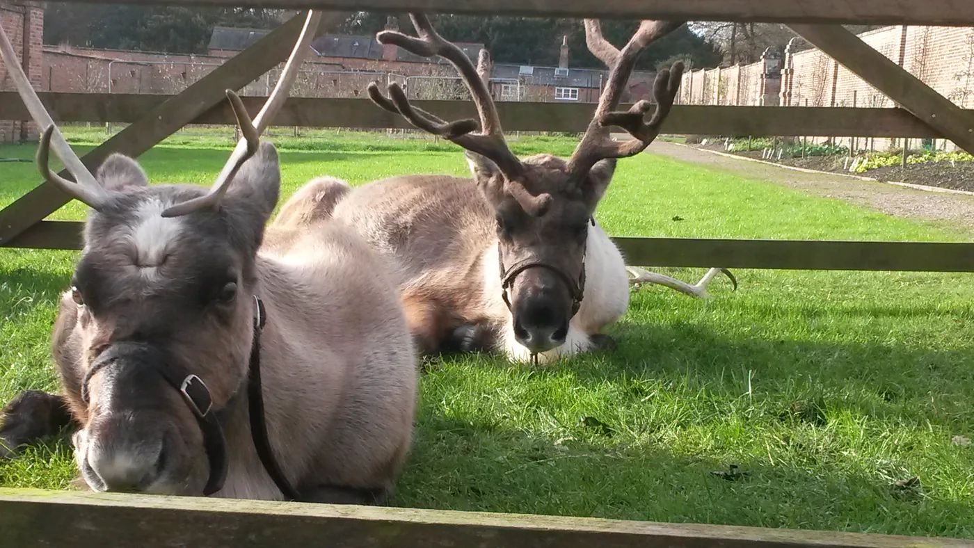 Reindeer at Haughton Park House Farm