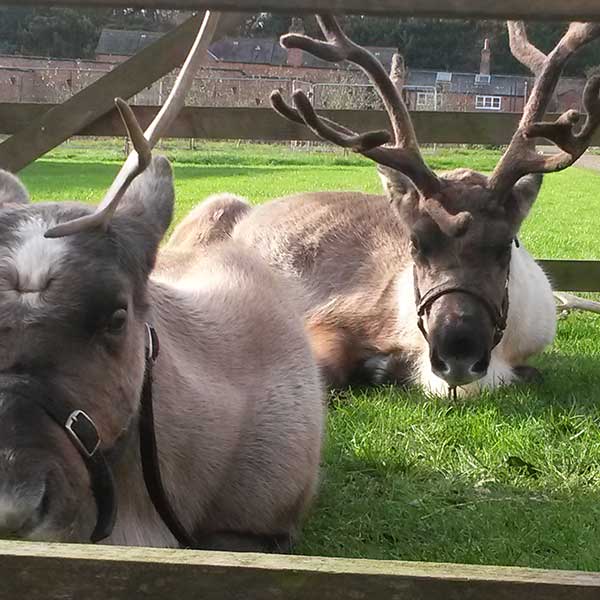 Haughton Park Reindeer