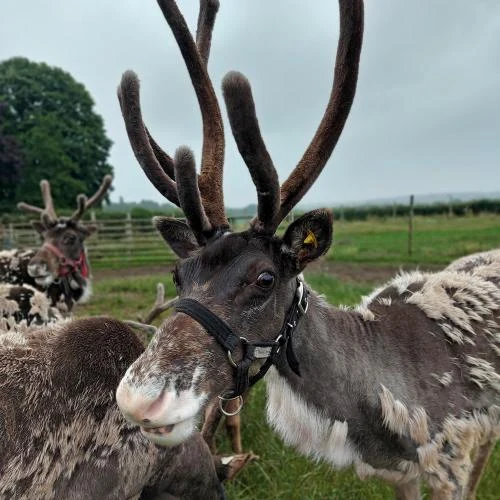 Reindeer at Haughton Park House Farm