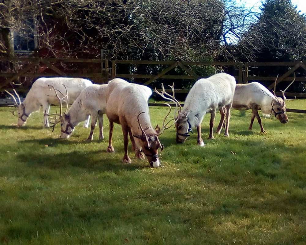 Haughton Park Reindeer