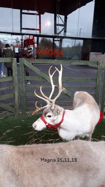 Reindeer visits into school - 