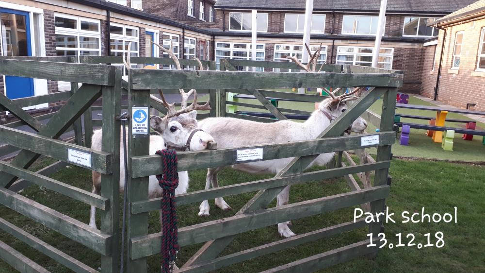 Reindeer visits into school - 