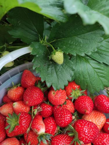 Visit to School farm soft fruit, West Drayton